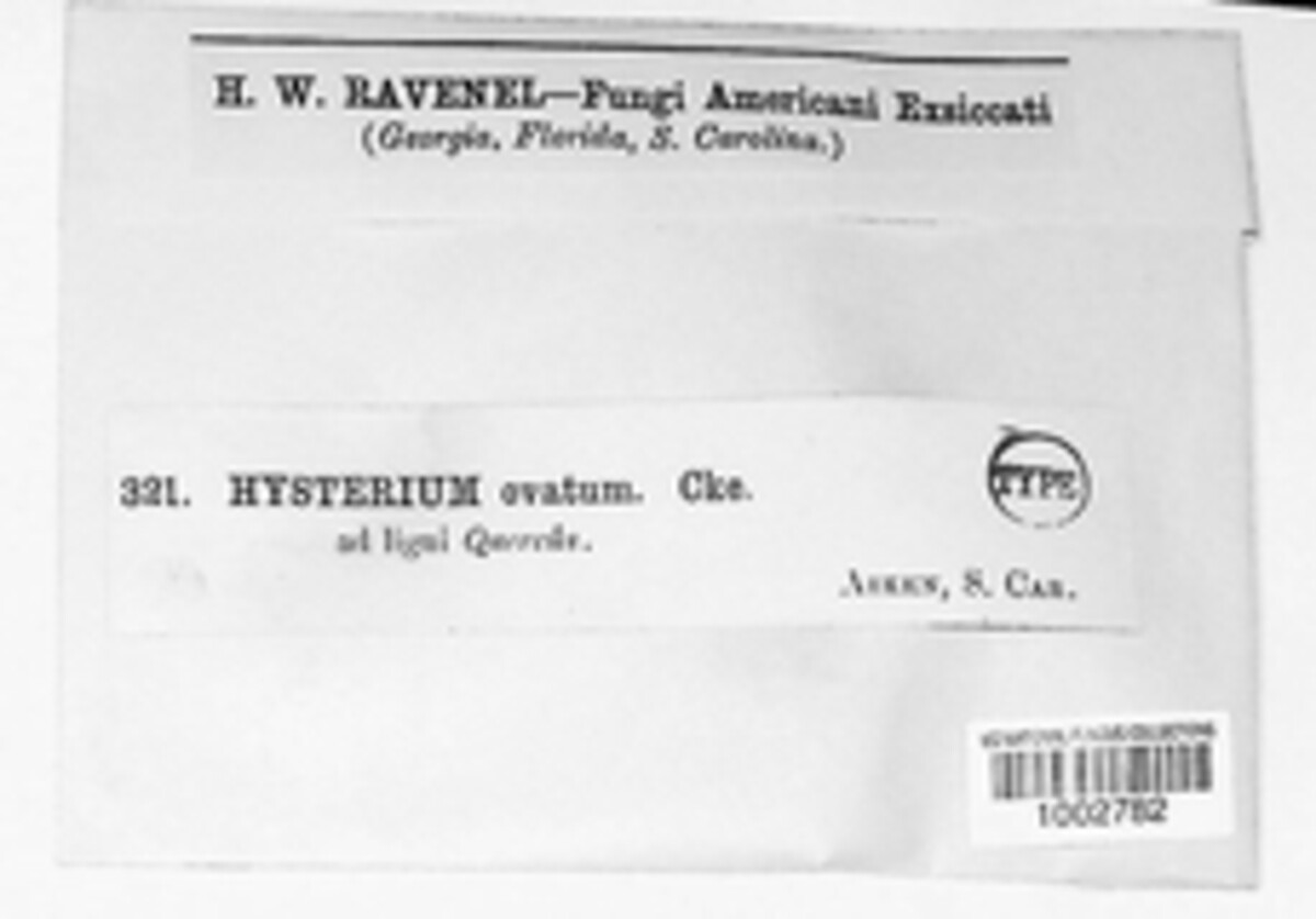 Hysteroglonium ovatum image